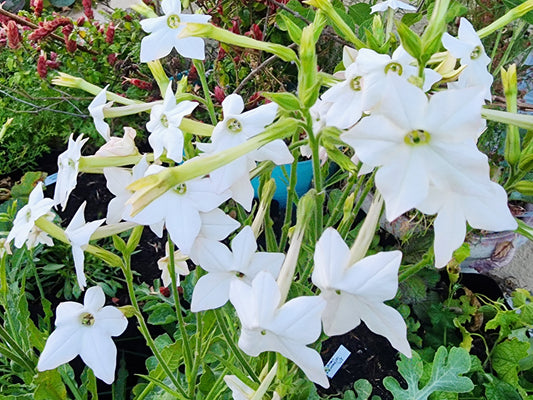 White Jasmine Scented Nicotiana Flower Seeds