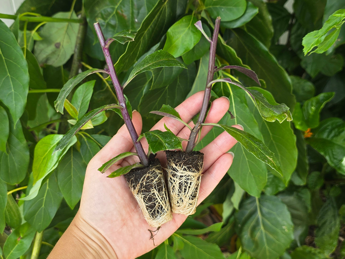 Okinawan Spinach LIVE Plant