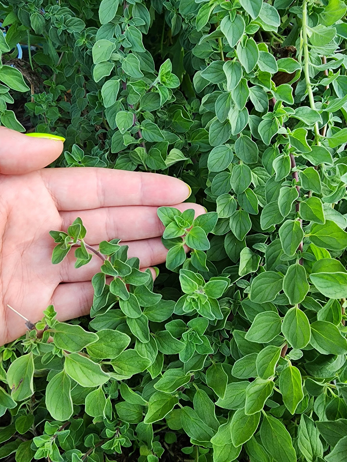 Italian Oregano