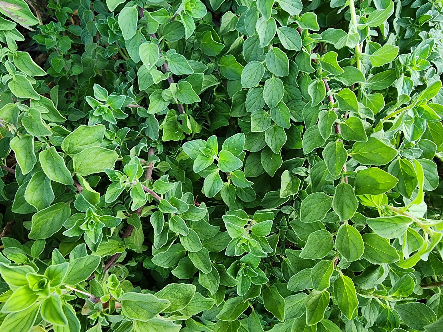 Italian Oregano