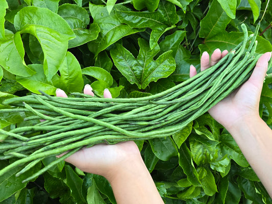 Dark Green Yard Long Beans