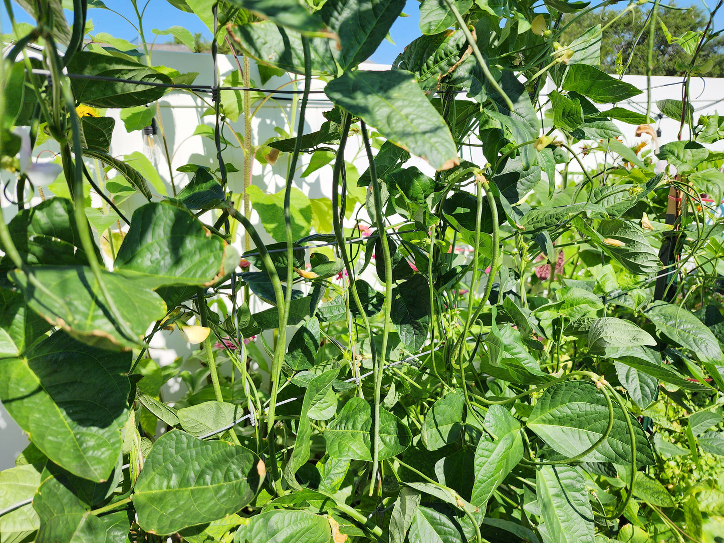 Dark Green Yard Long Beans