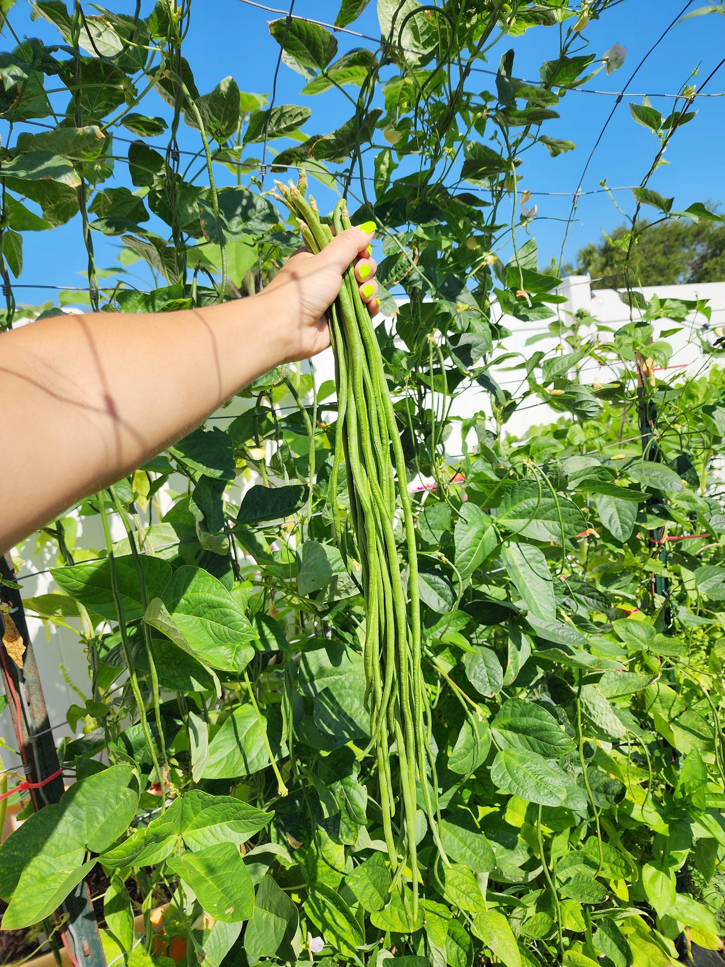 Dark Green Yard Long Beans