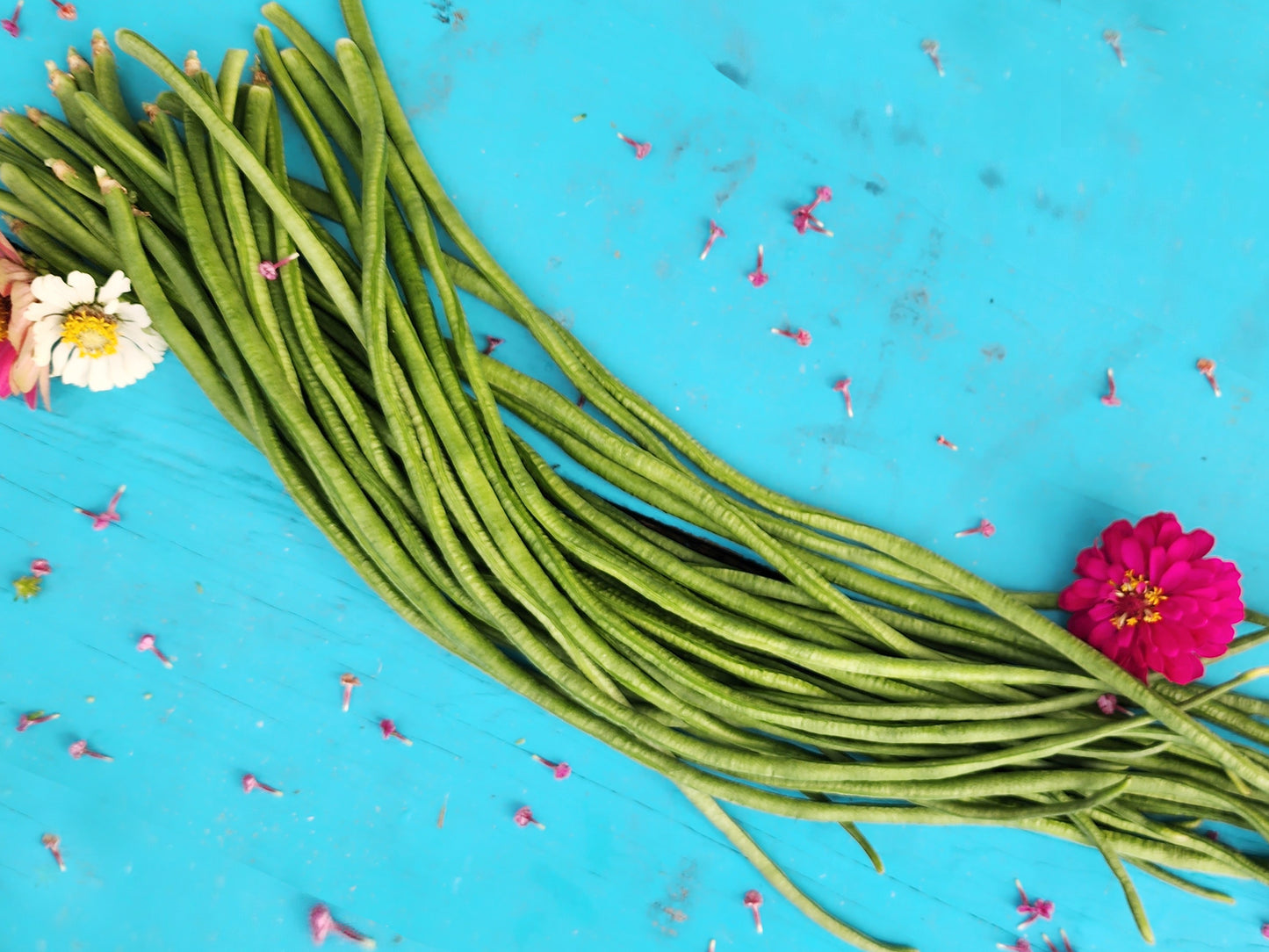 Dark Green Yard Long Beans