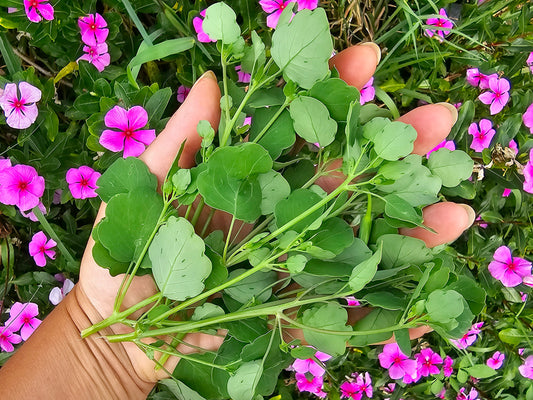 Papalo Quilquiña Herb Seeds