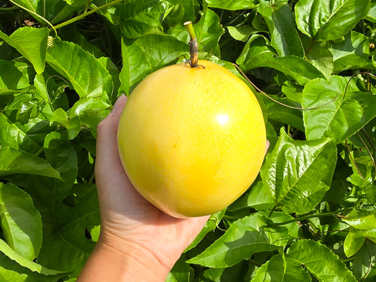 RARE Giant Yellow Brazilian Passionfruit Seeds