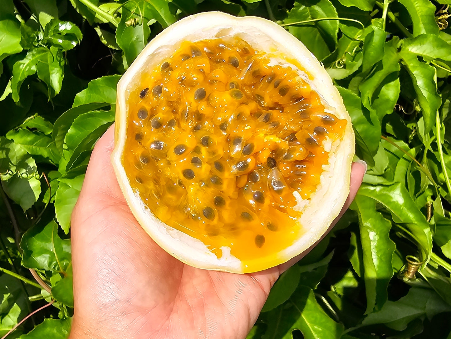 RARE Giant Yellow Brazilian Passionfruit Seeds