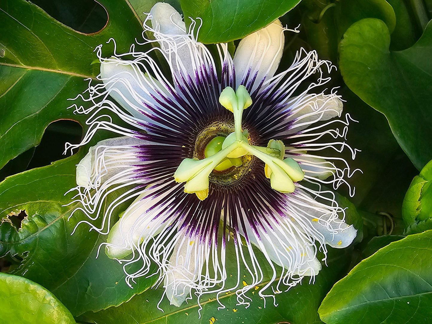 RARE Giant Yellow Brazilian Passionfruit Seeds