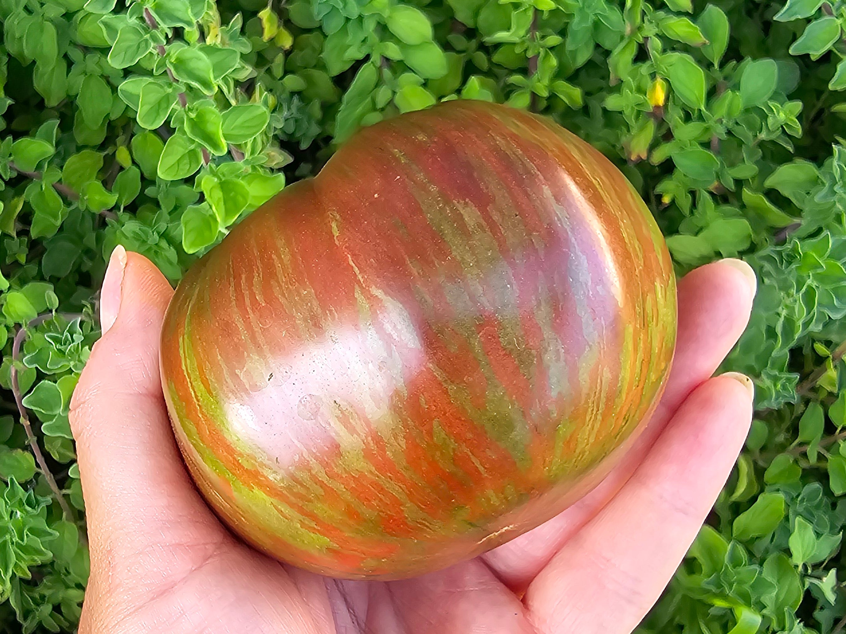 Pink Berkeley Tie Dye Tomato Seeds – Jerra's Garden