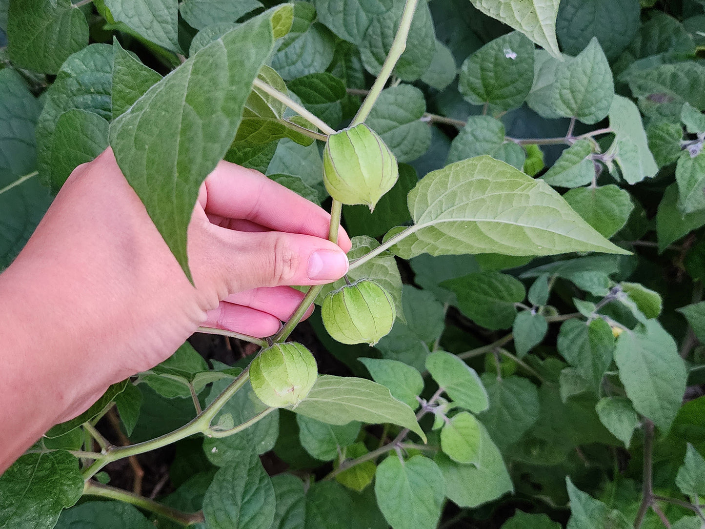 Aunt Molly's Ground Cherry Heirloom Fruit Seeds