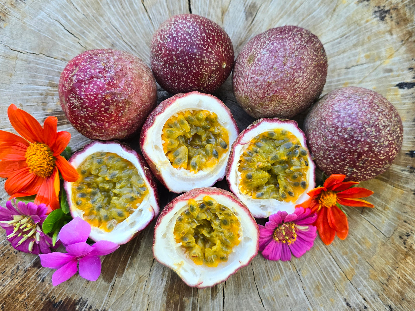 Possum Purple Passion Fruit Self-Fertile LIVE Plant