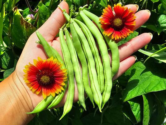 Provider Early Bush Green Bean Seeds