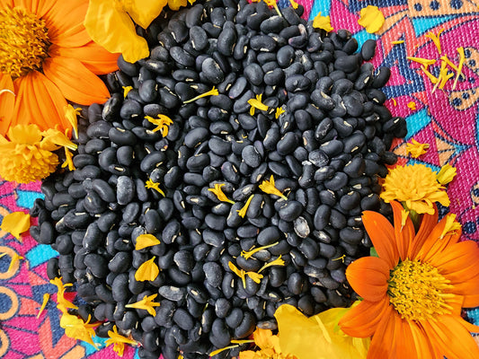 Puerto Rican Black Vining Bean Seeds