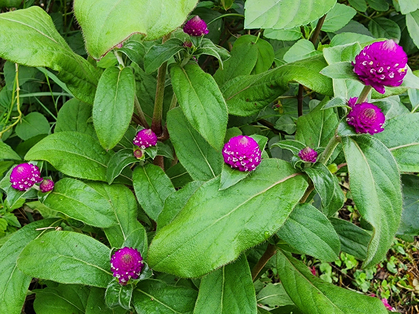 Purple Gomphrena Annual Heirloom Flower Seeds