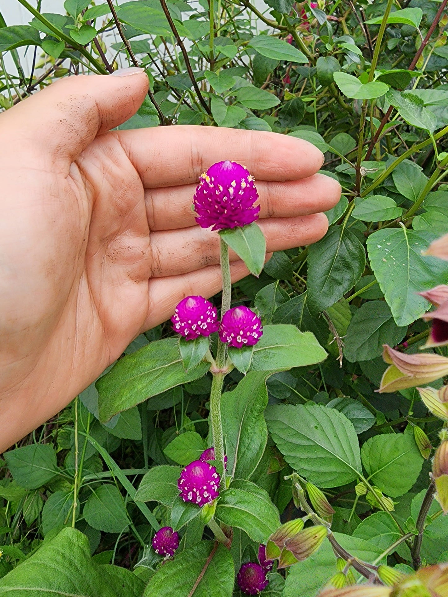 Purple Gomphrena Annual Heirloom Flower Seeds