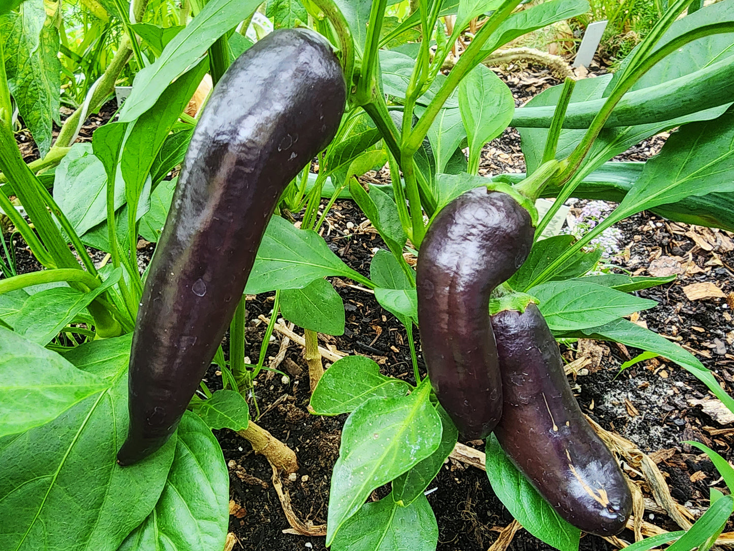 Purple Marconi Italian Sweet Pepper