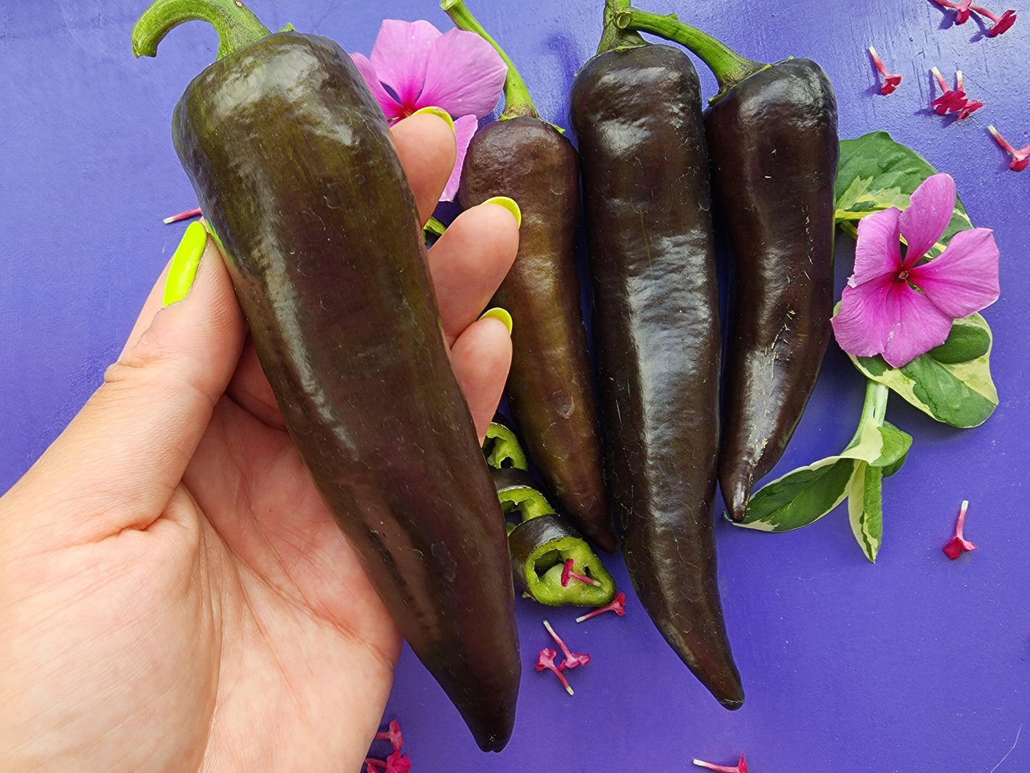 Purple Marconi Italian Sweet Pepper