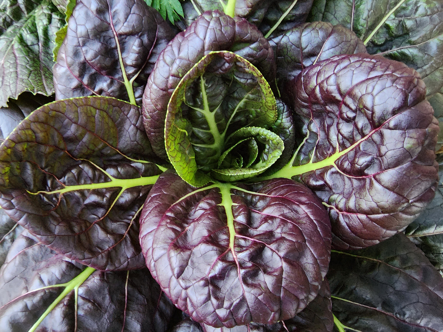 Purple Bok Choy Hybrid Seeds