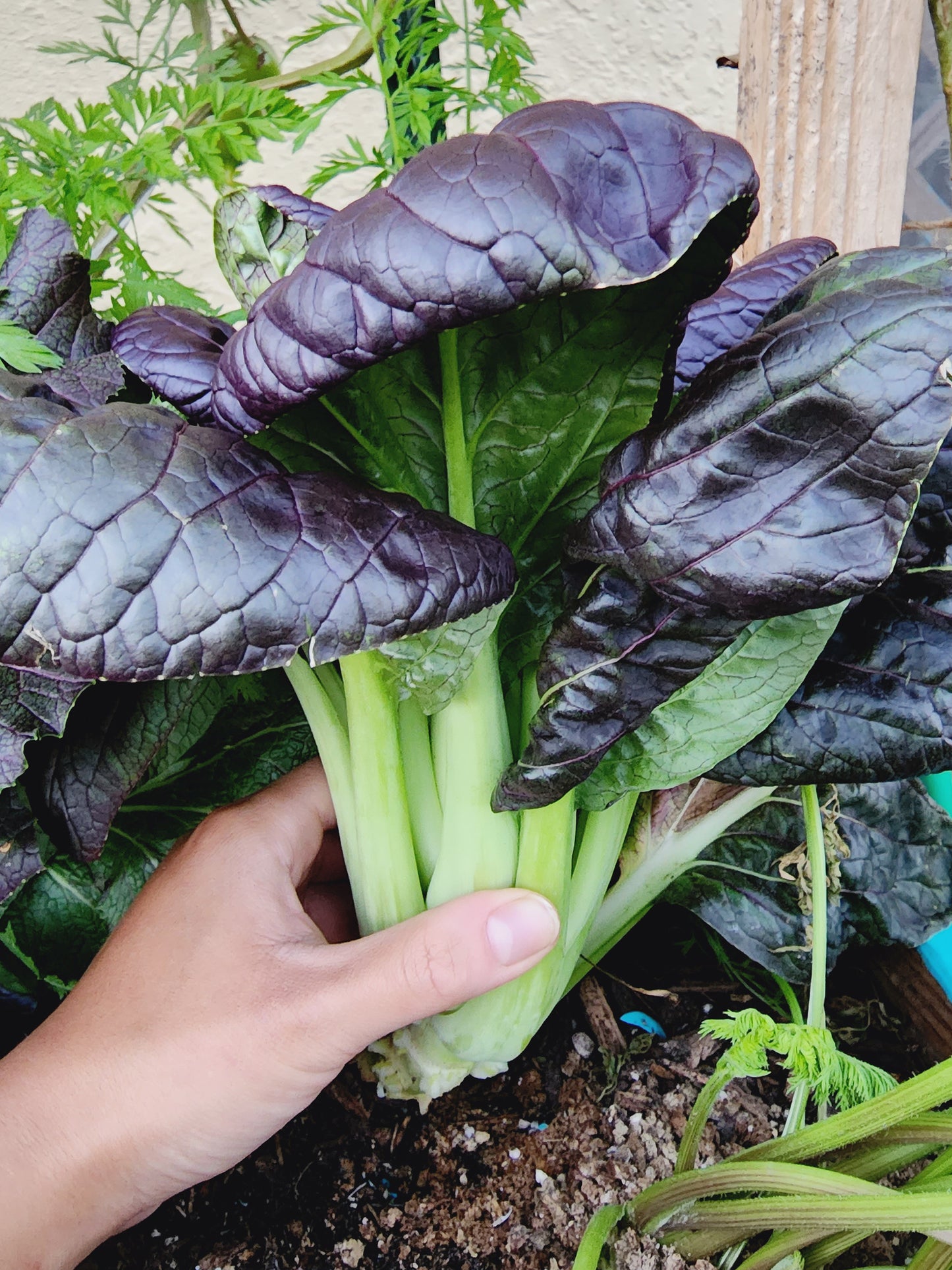 Purple Bok Choy Hybrid Seeds