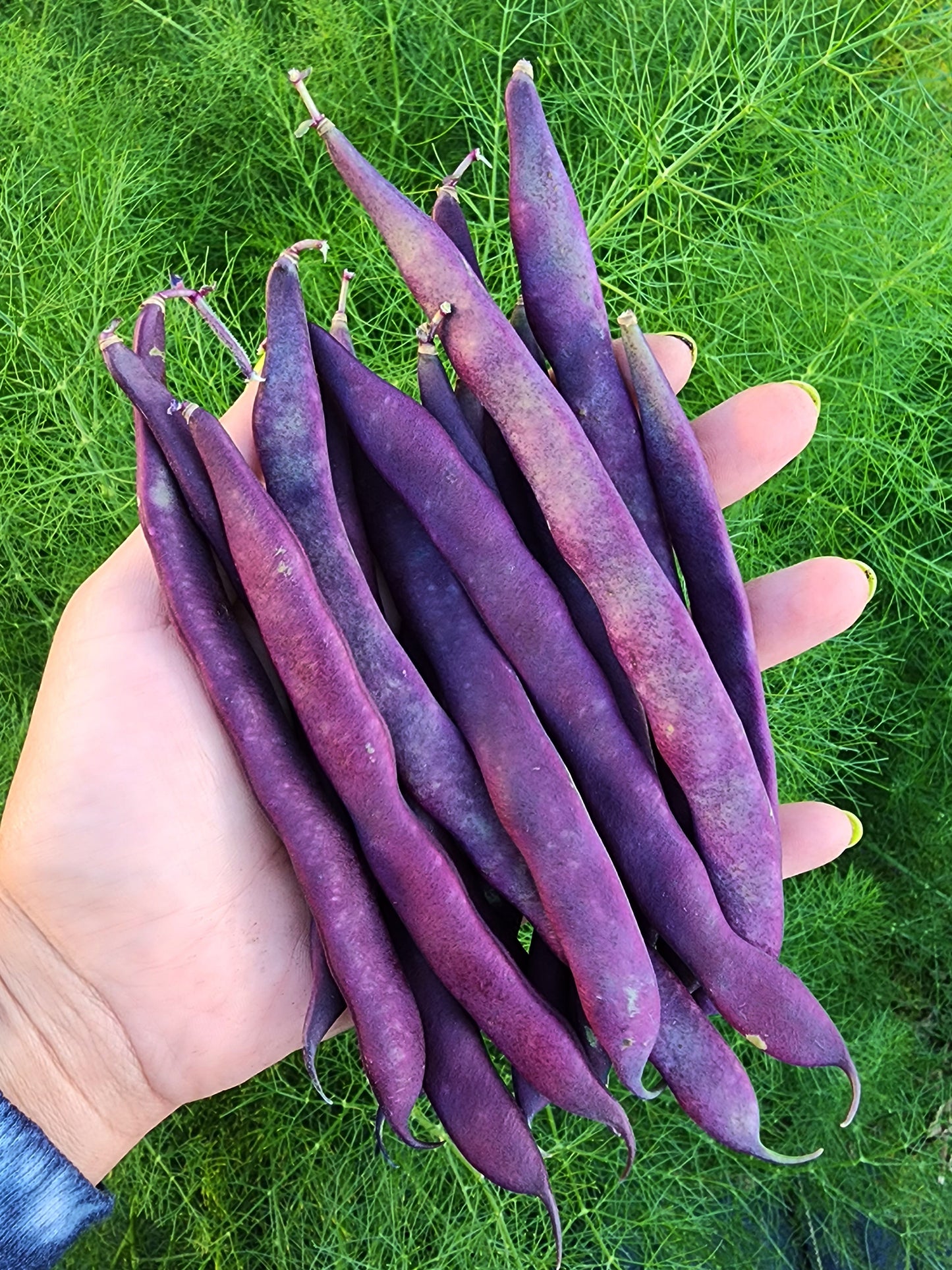 Purple Podded Pole Bean Seeds