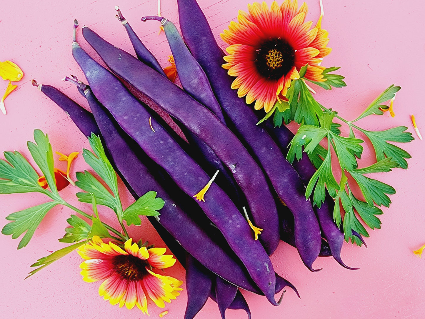 Purple Podded Pole Bean Seeds