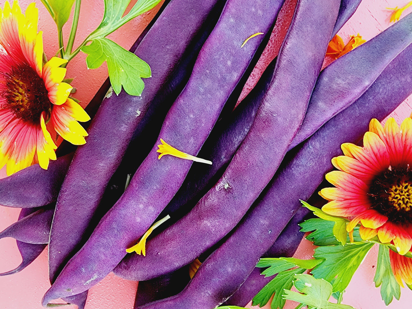 Purple Podded Pole Bean Seeds