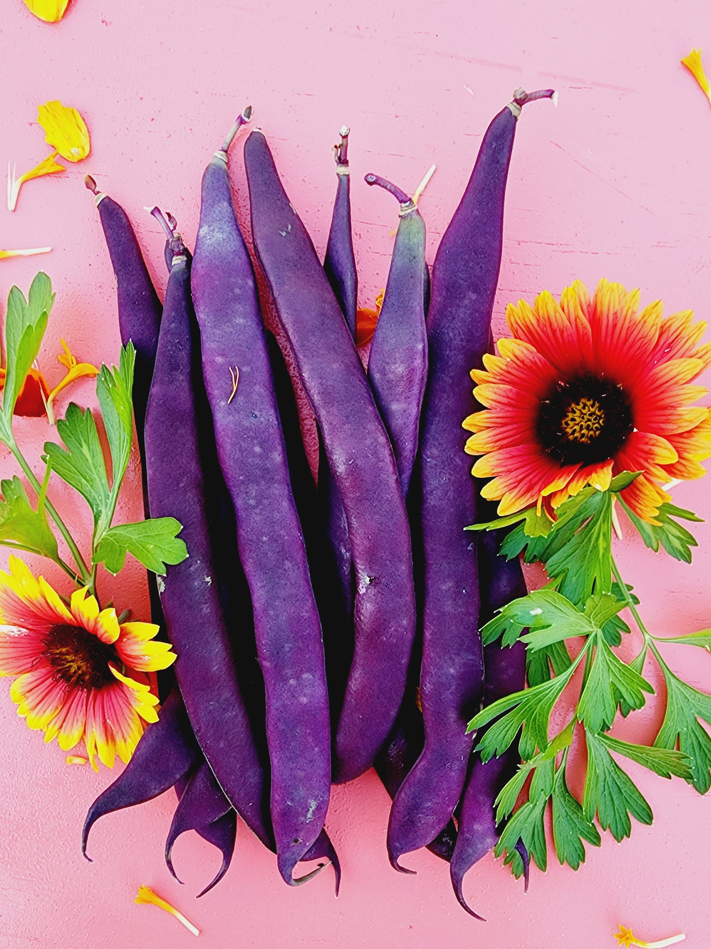 Purple Podded Pole Bean Seeds