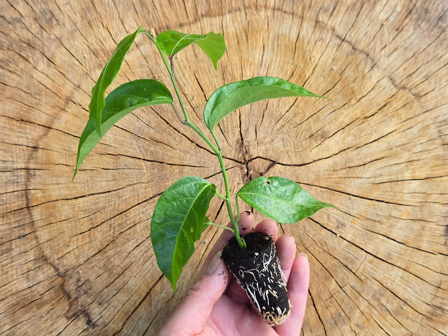 Possum Purple Passion Fruit Self-Fertile LIVE Plant