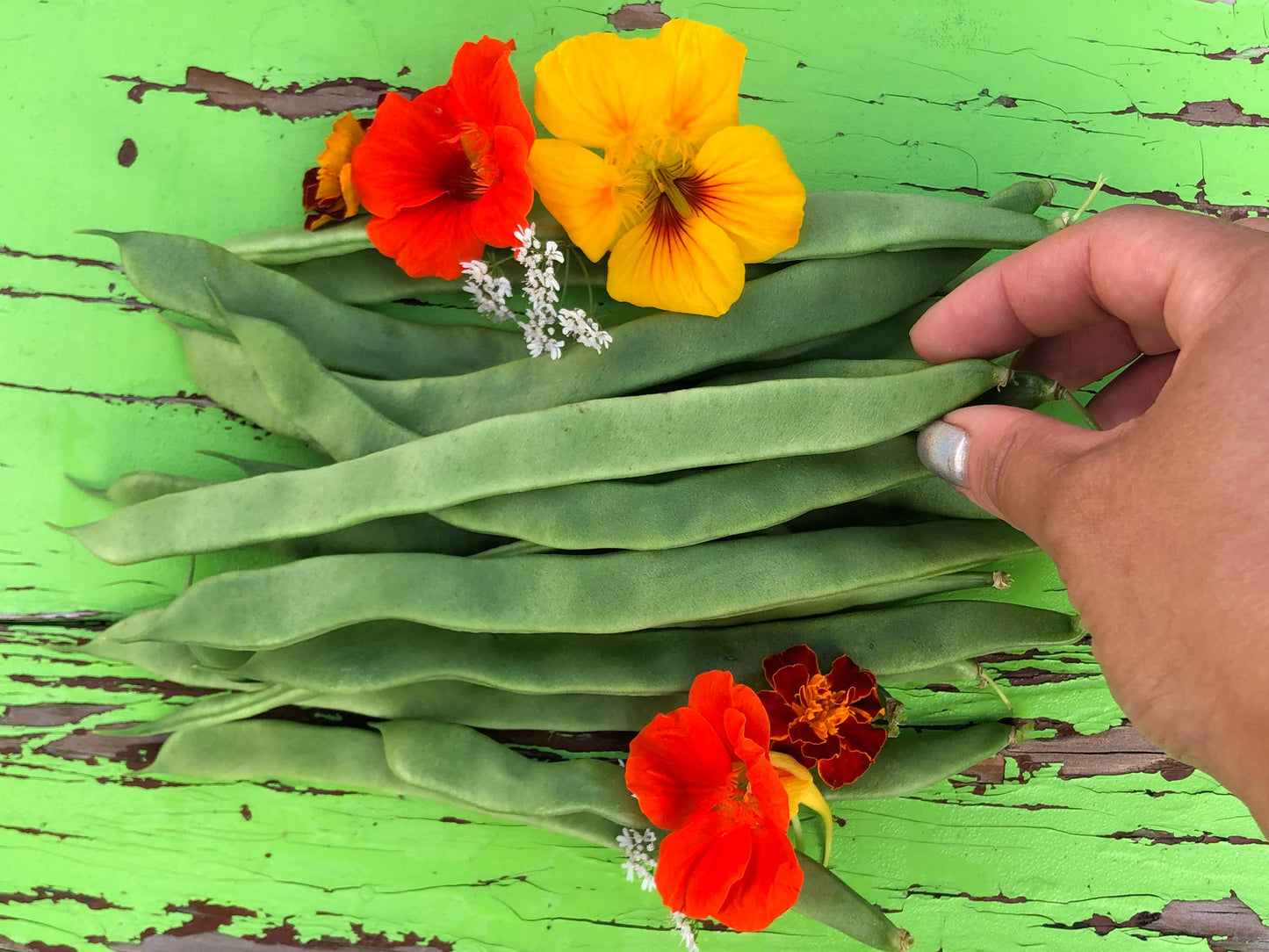 Roma II Green Bush Bean Seeds