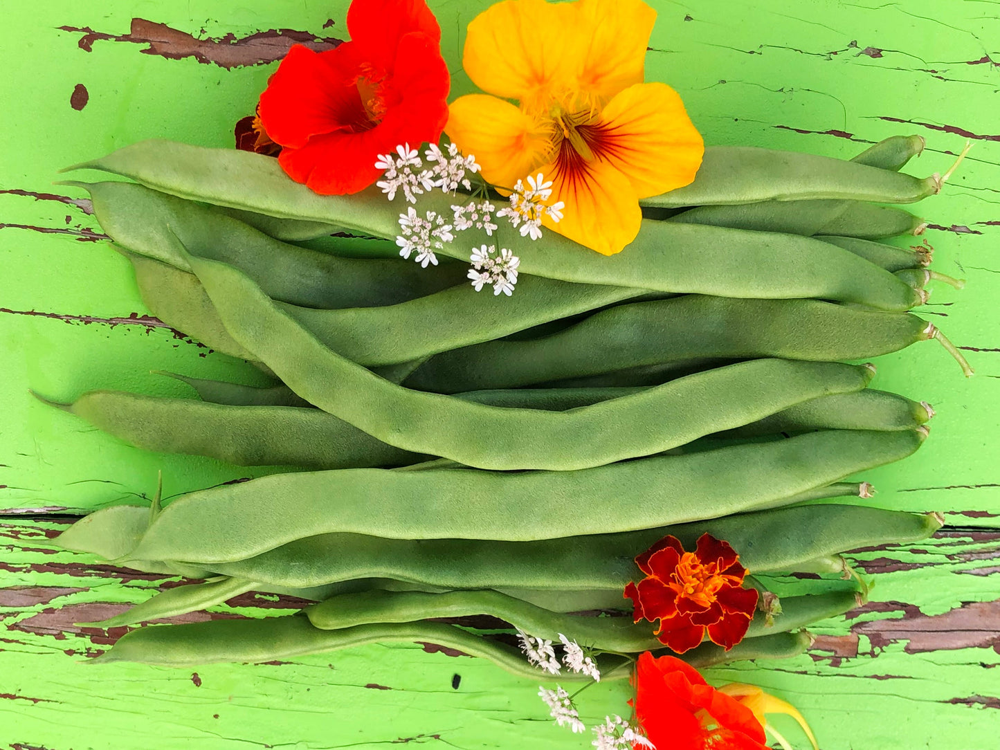 Roma II Green Bush Bean Seeds