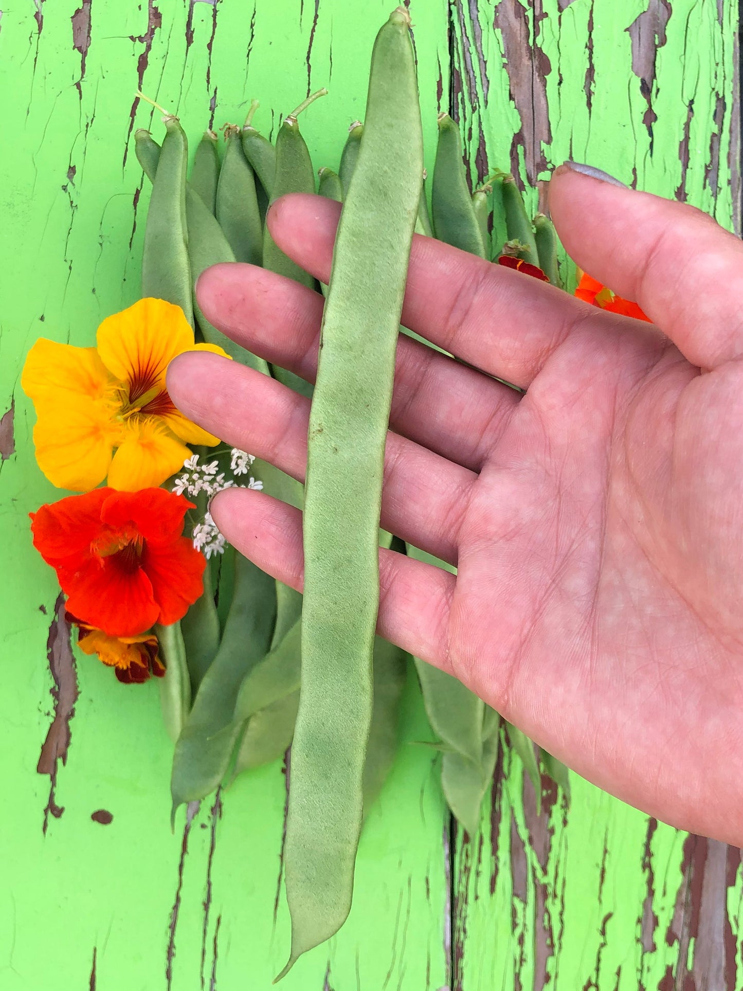 Roma II Green Bush Bean Seeds