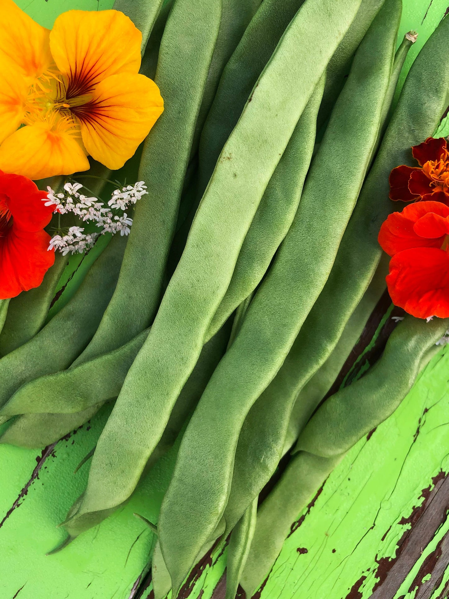 Roma II Green Bush Bean Seeds