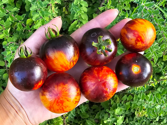 Queen of the Night Cherry Tomato