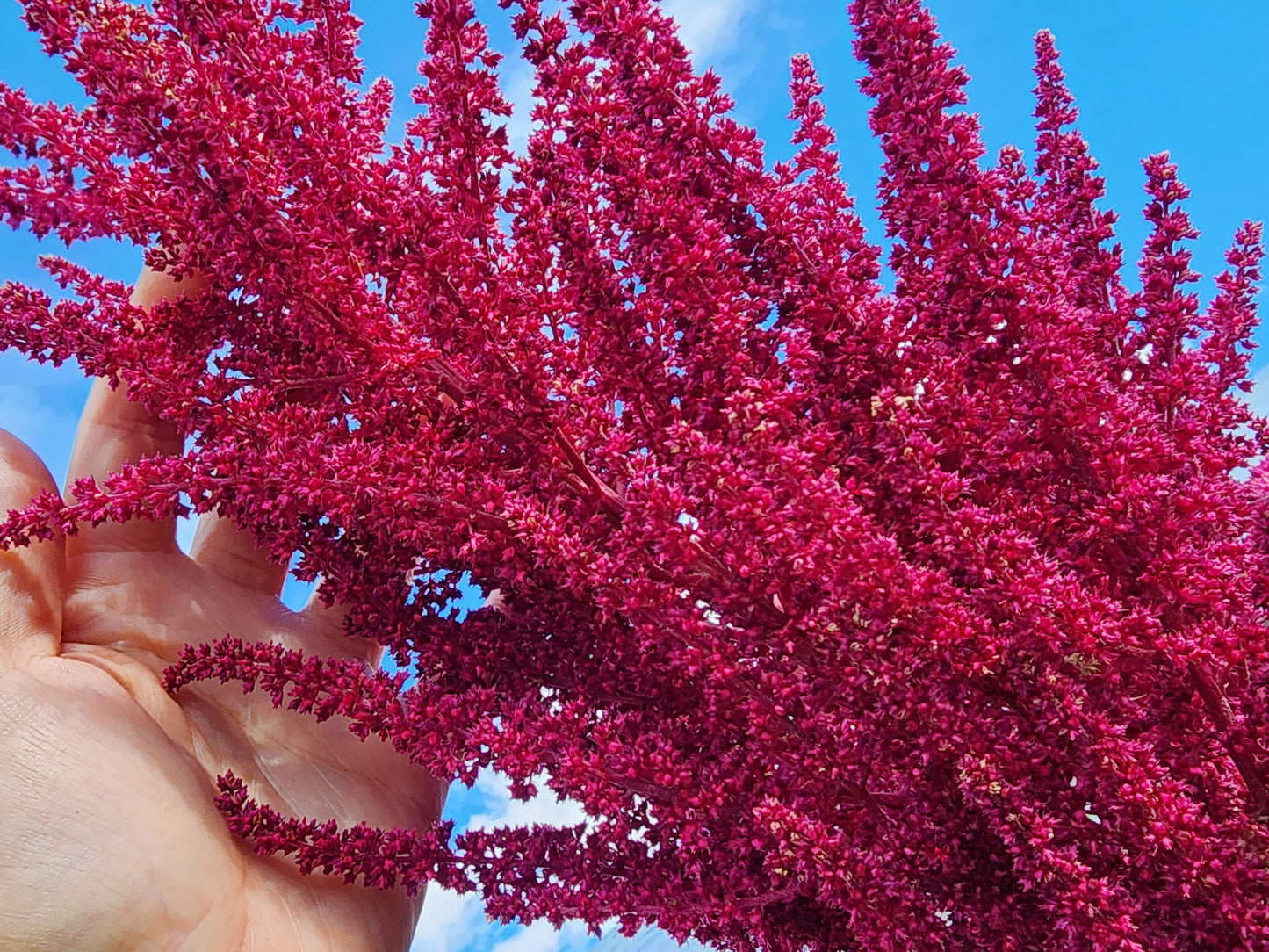 Red Garnet Amaranth Seeds