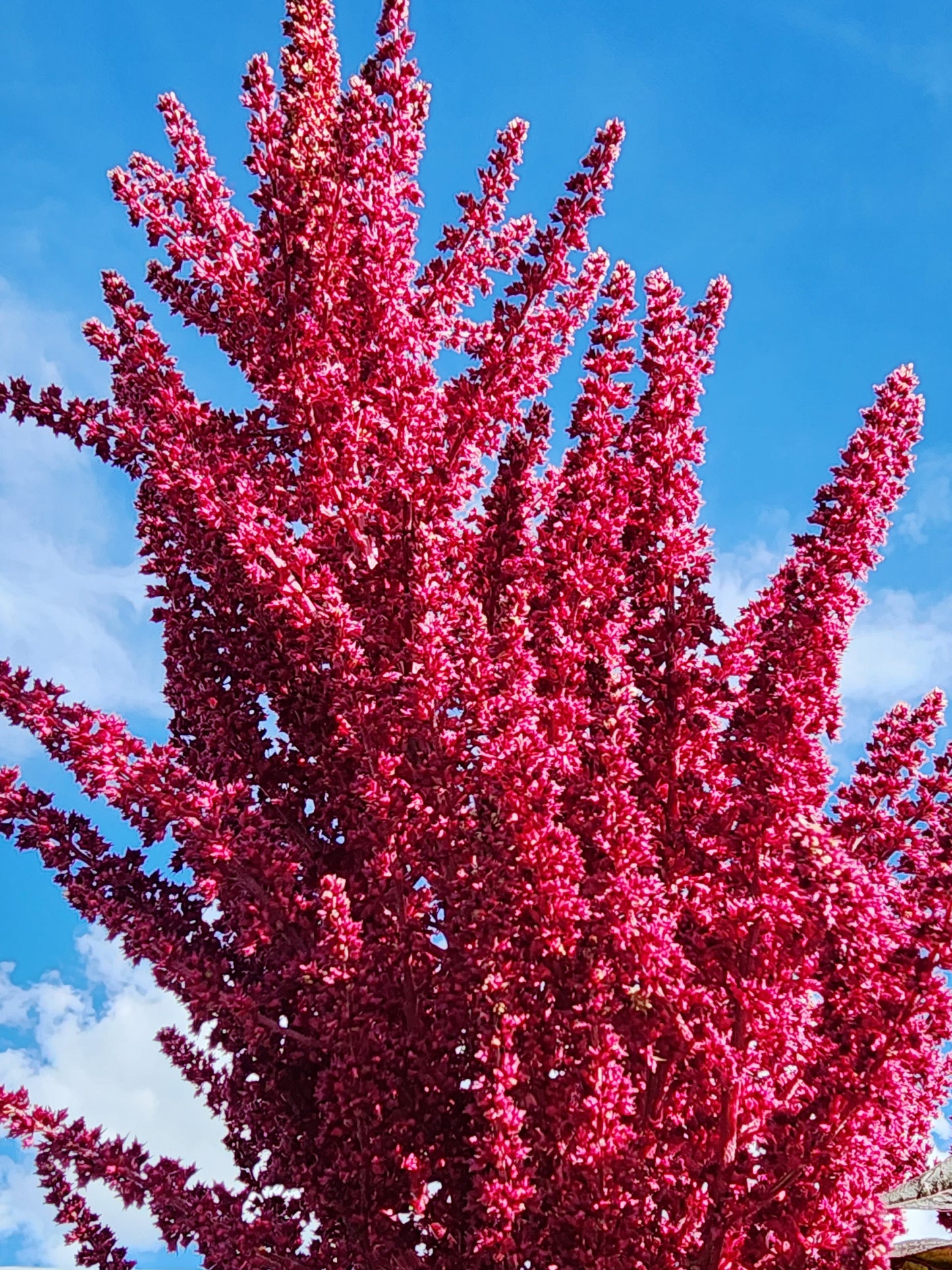 Red Garnet Amaranth Seeds