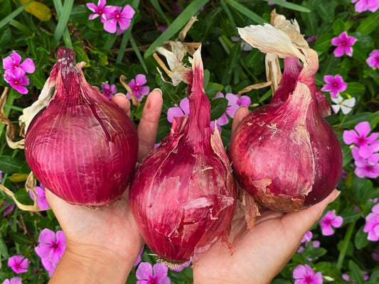 Red Grano Onion Seeds