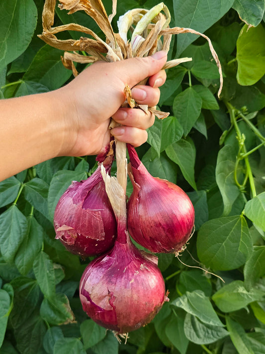 Red Grano Onion Seeds