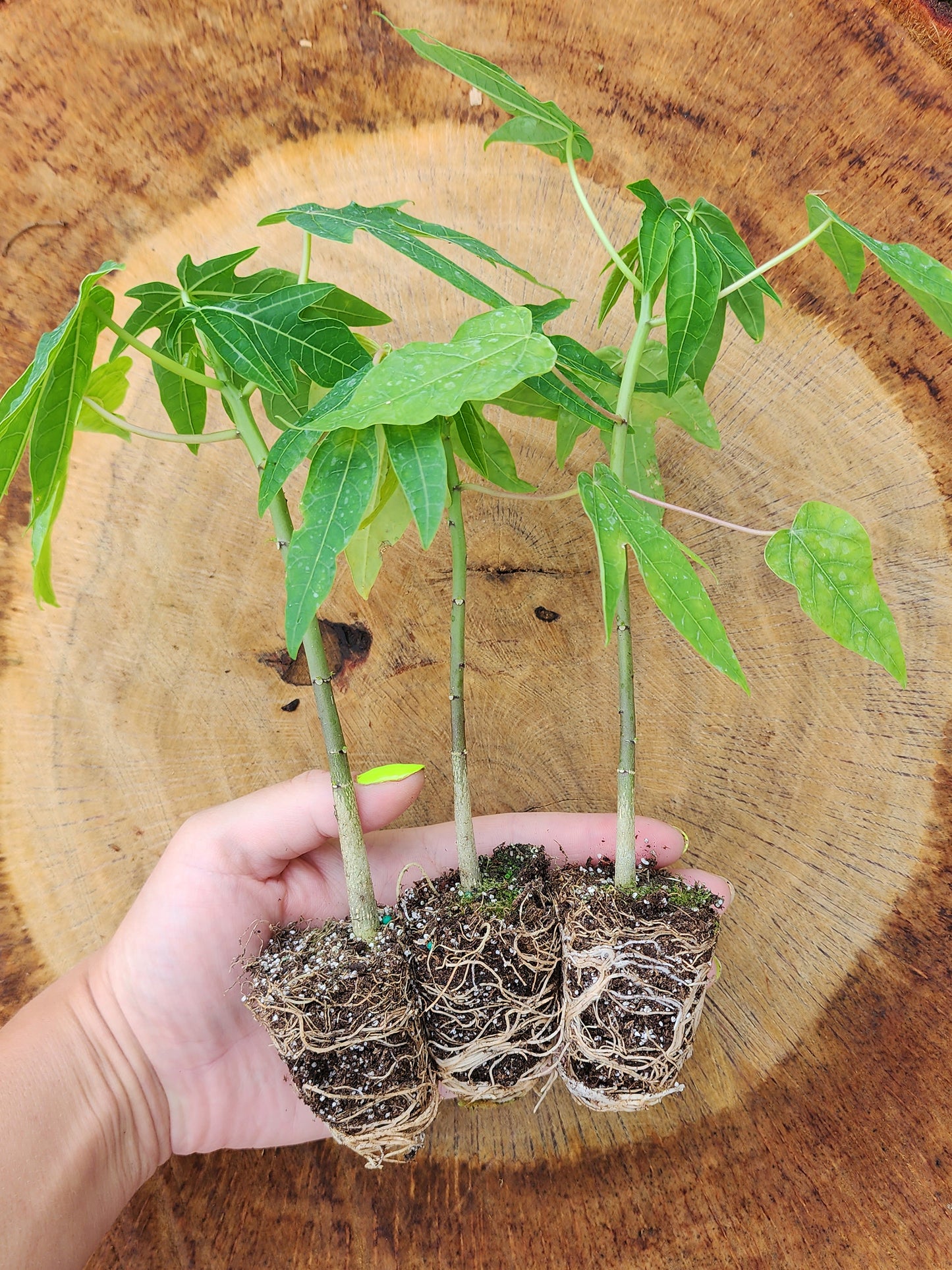 Dwarf Red Lady Papaya Self-Fertile LIVE PLANT