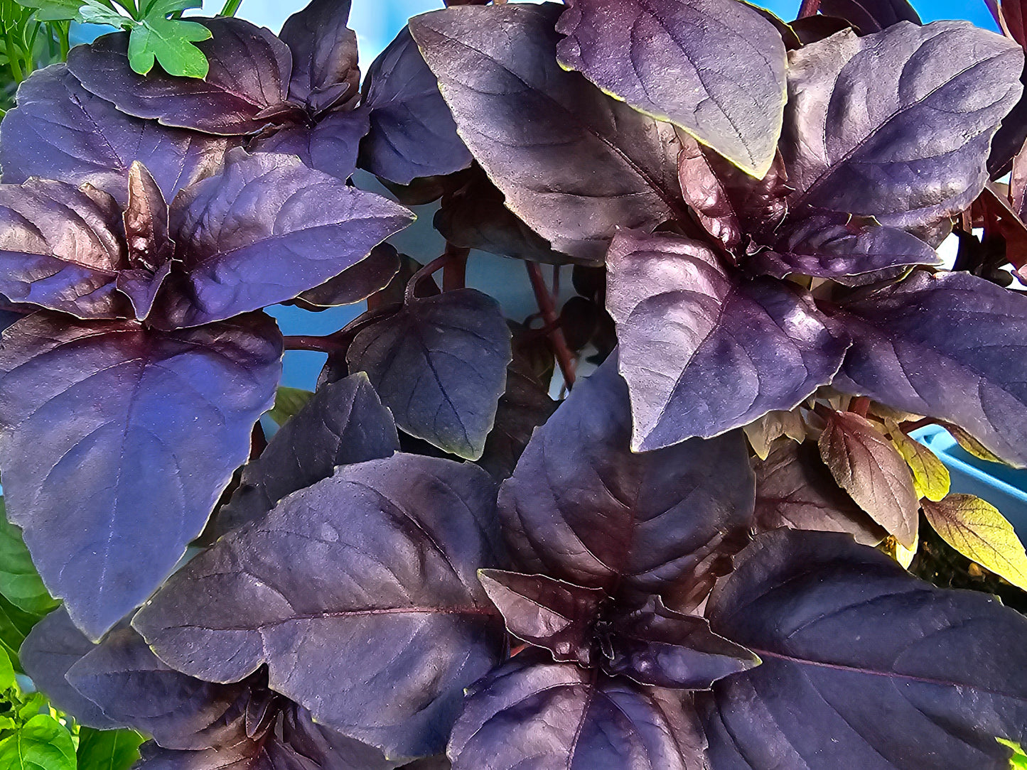 Red Rubin Hybrid Sweet Purple Basil Seeds