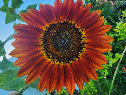 Red Sun Sunflower