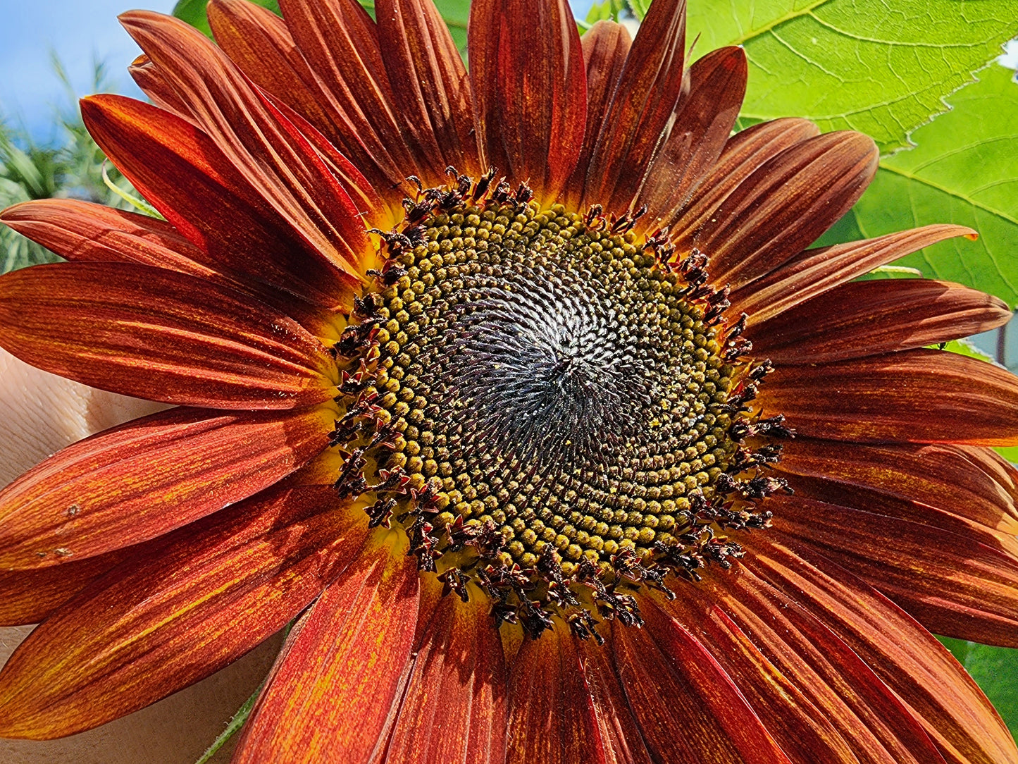 Red Sun Sunflower