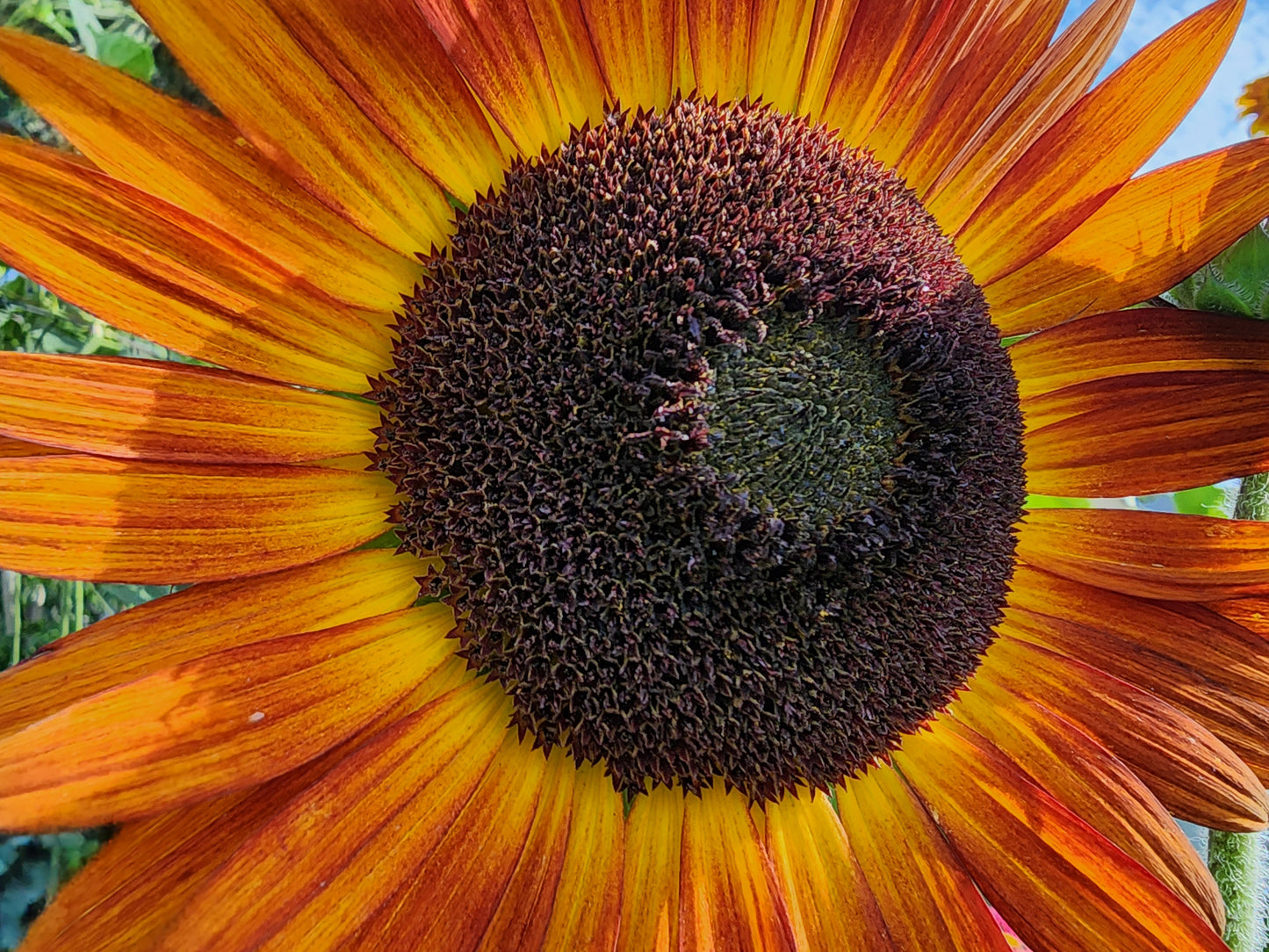 Red Sun Sunflower