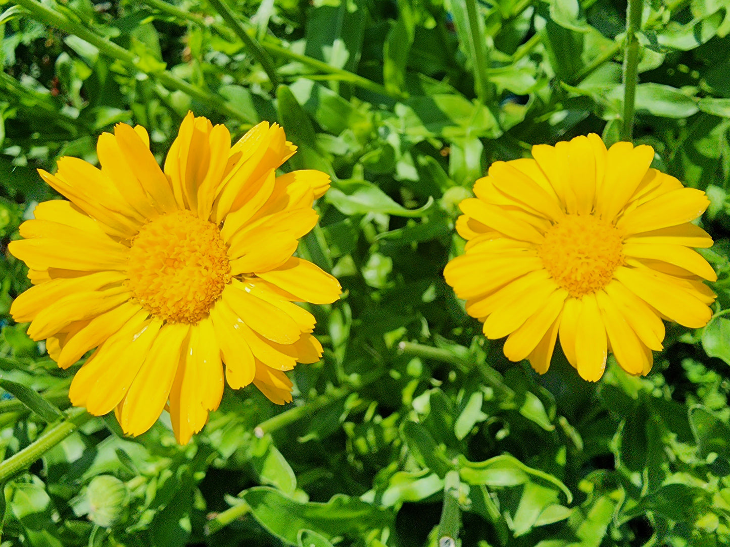 Resina Calendula