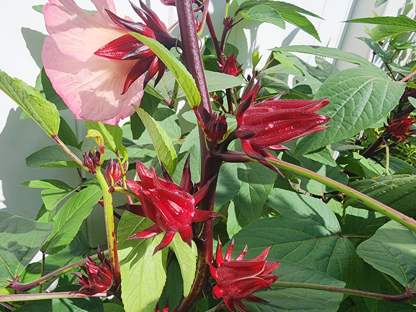 Roselle aka Florida Cranberry LIVE Plant