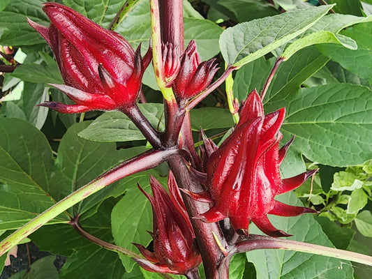 Roselle aka Florida Cranberry LIVE Plant