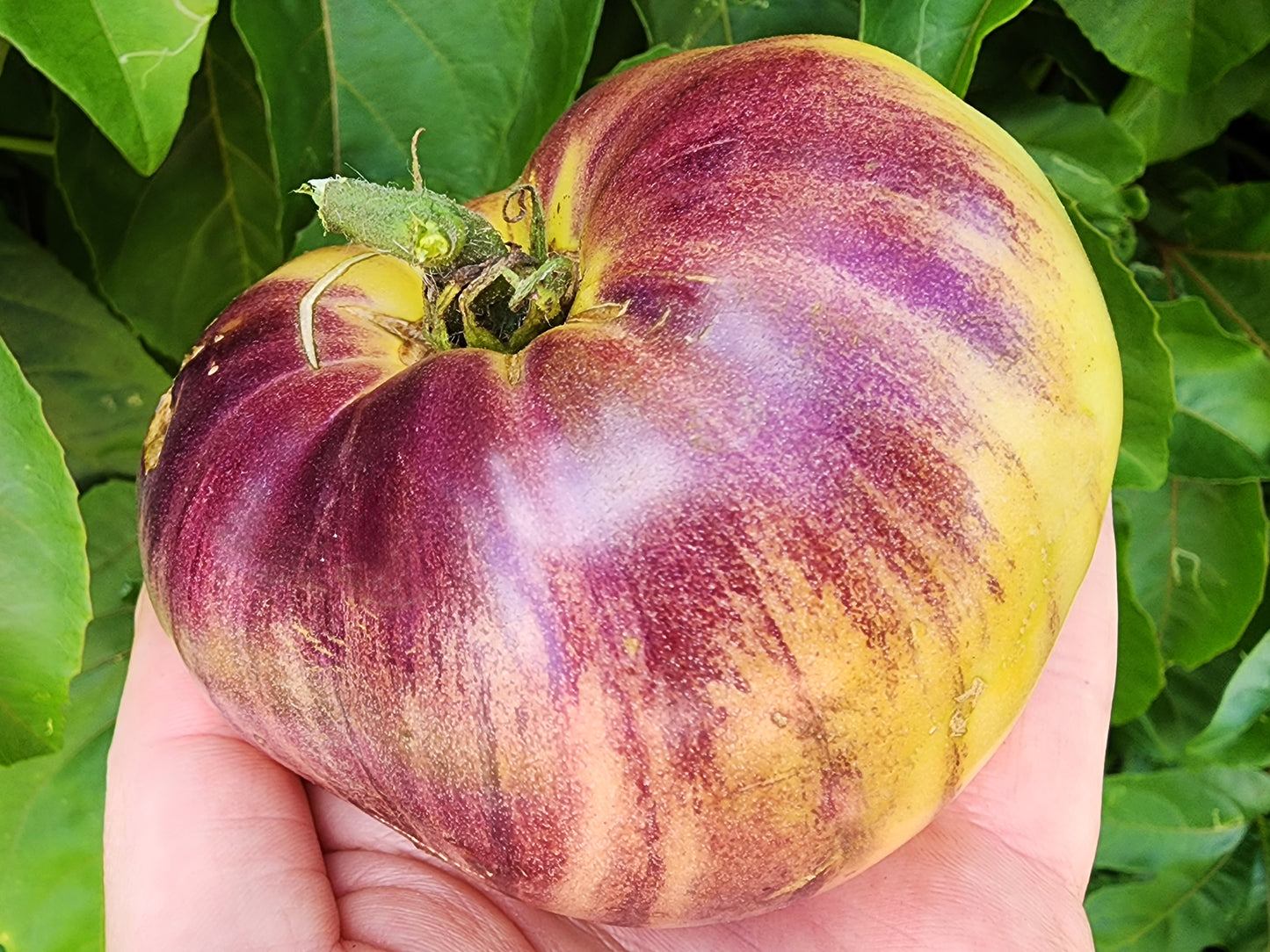 Sart Roloise Tomato Seeds