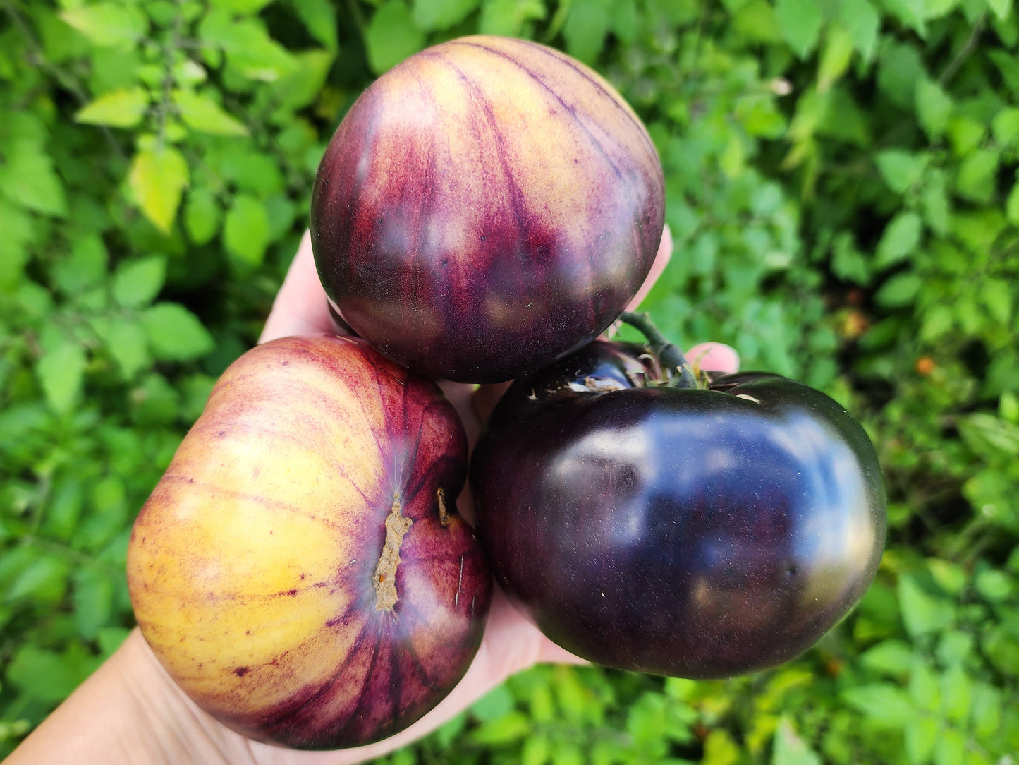 Sart Roloise Tomato Seeds