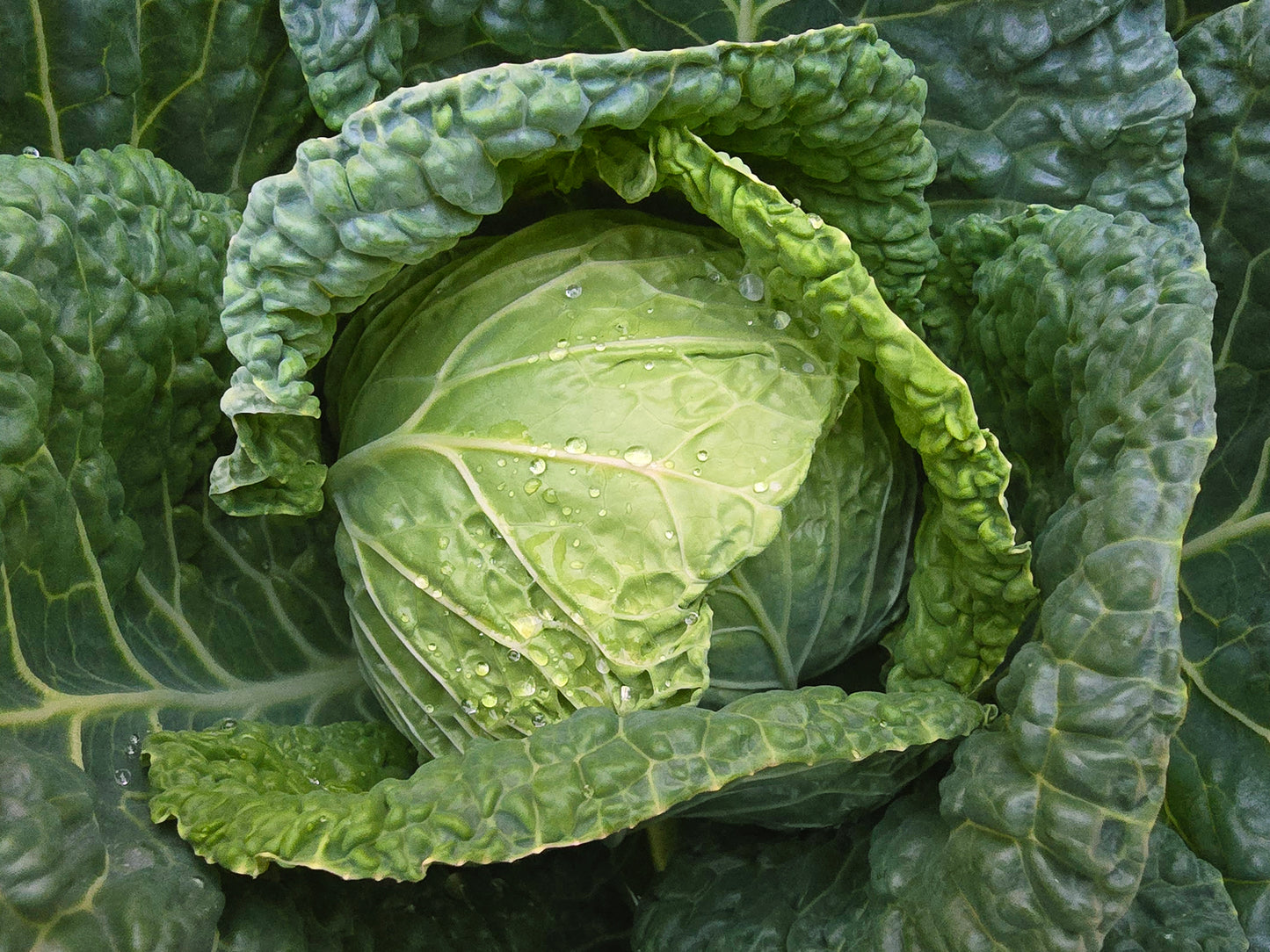 Savoy Perfection Cabbage Seeds