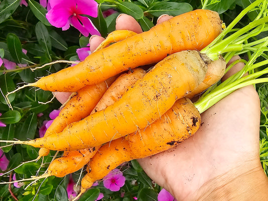 Scarlet Nantes Carrot Seeds