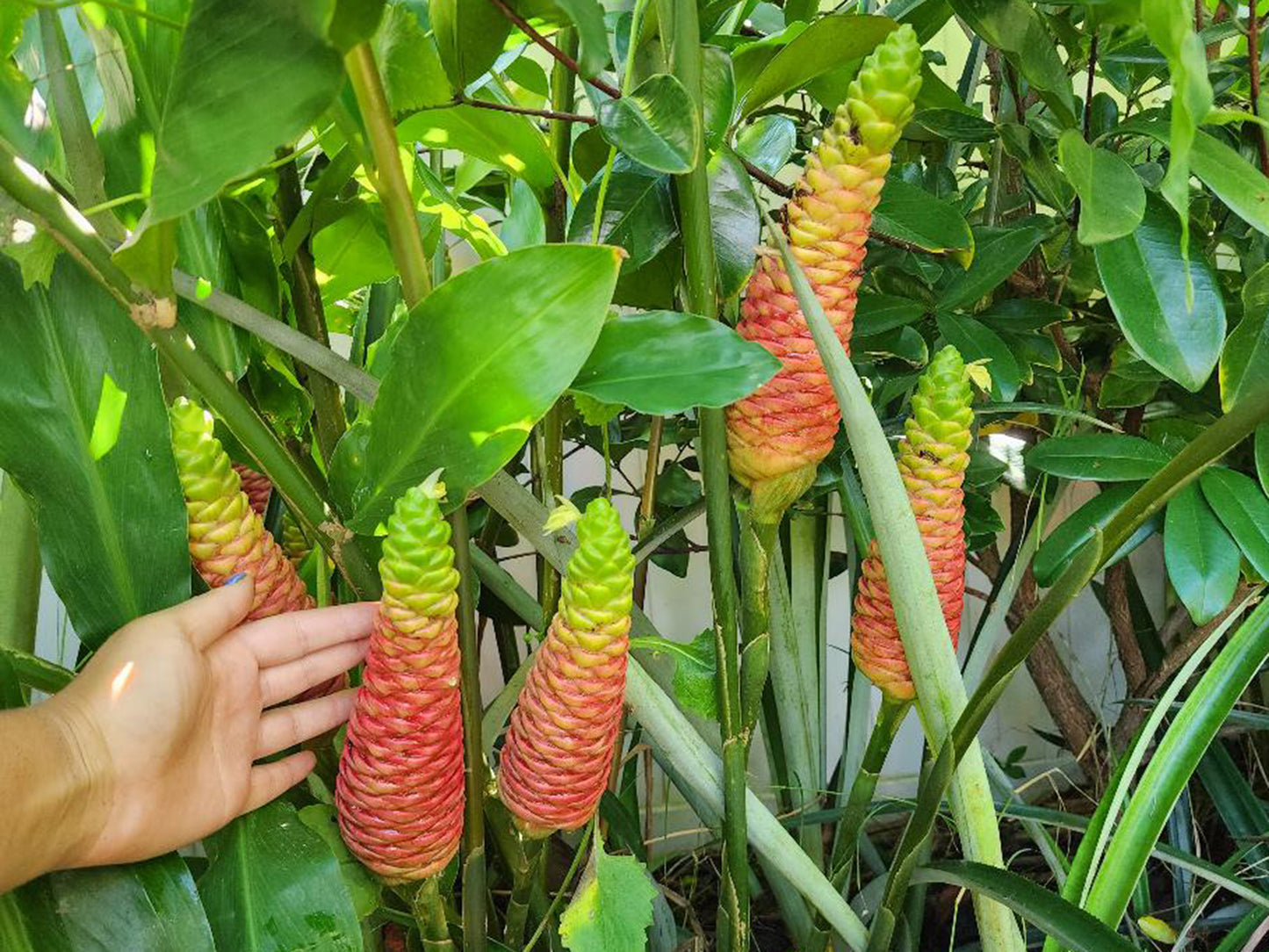 Shampoo Ginger Sprouted LIVE Plant - 4 inch pot